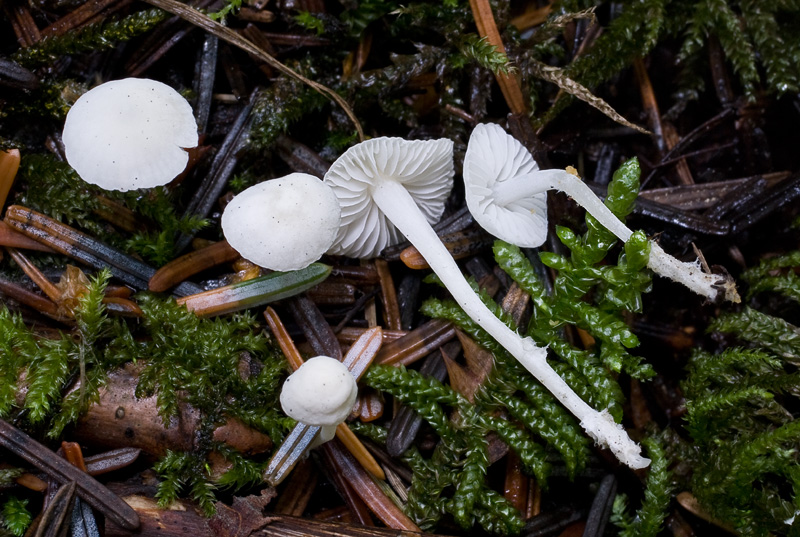 Hemimycena lactea